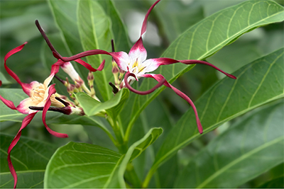 Tropical Botany