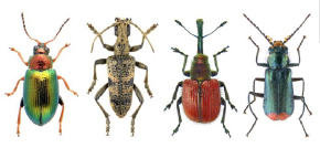 Coleoptera 