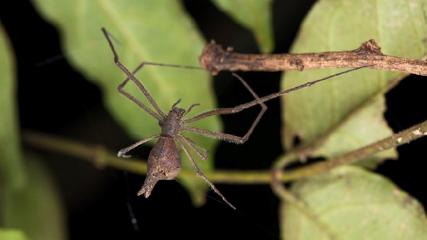 ogre-faced spider 